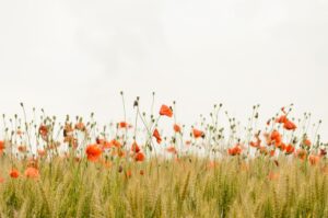 Explorando los beneficios del té de hierbas en la salud diaria