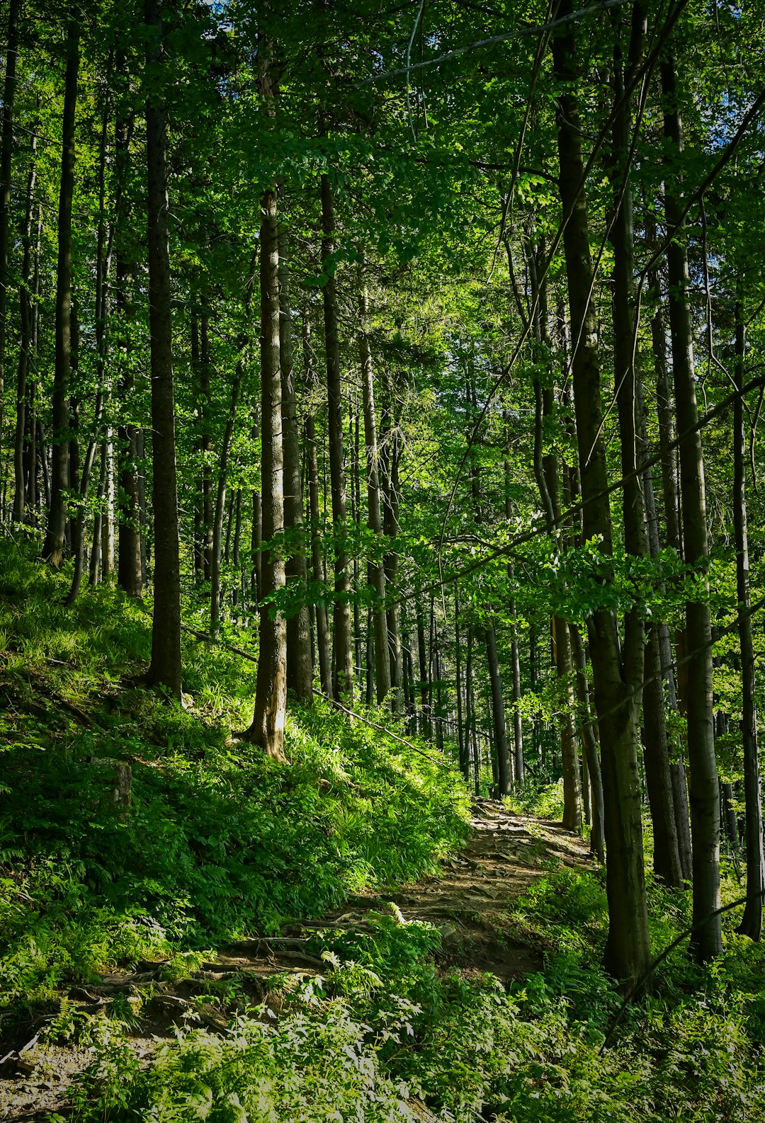 La influencia del sol en nuestro bienestar físico